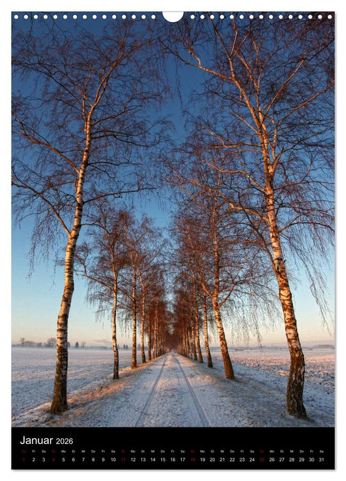 Bäume - Stimmungsvoll durchs Jahr (CALVENDO Wandkalender 2026)