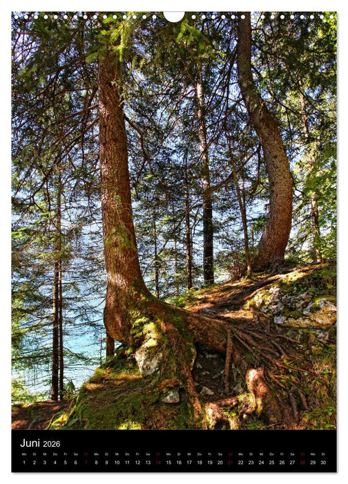 Bäume - Stimmungsvoll durchs Jahr (CALVENDO Wandkalender 2026)