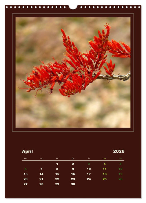 Wilde Kakteen Amerikas (CALVENDO Wandkalender 2026)