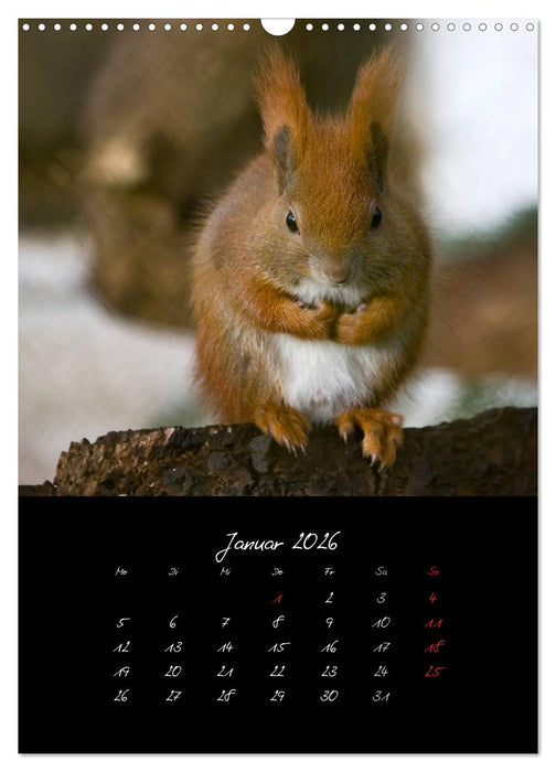 Tiere (CALVENDO Wandkalender 2026)