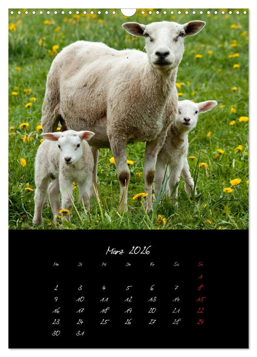 Tiere (CALVENDO Wandkalender 2026)