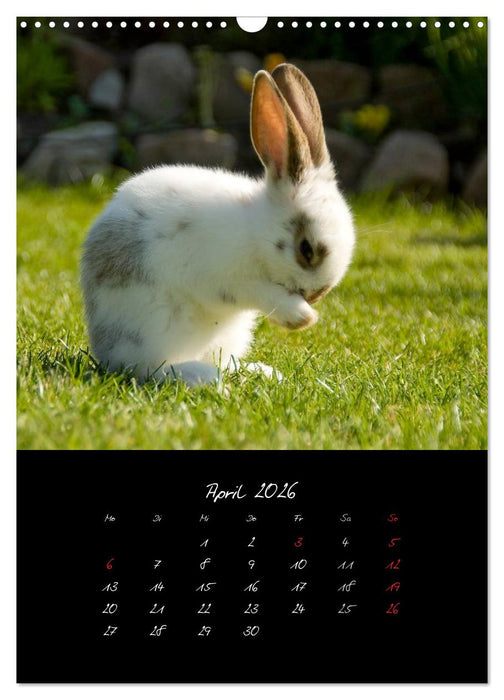 Tiere (CALVENDO Wandkalender 2026)
