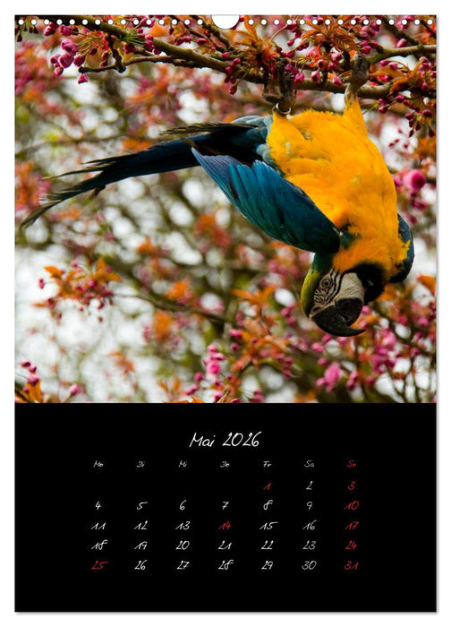 Tiere (CALVENDO Wandkalender 2026)