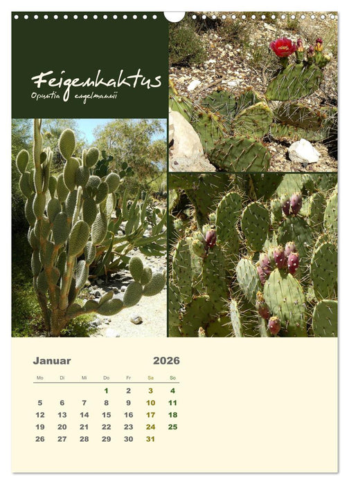 Kakteen der US-Südweststaaten (CALVENDO Wandkalender 2026)