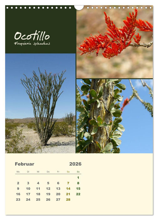 Kakteen der US-Südweststaaten (CALVENDO Wandkalender 2026)