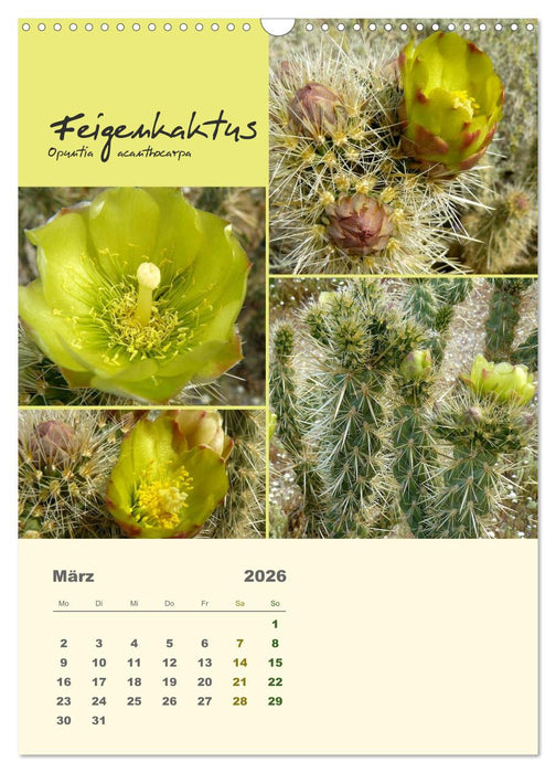 Kakteen der US-Südweststaaten (CALVENDO Wandkalender 2026)