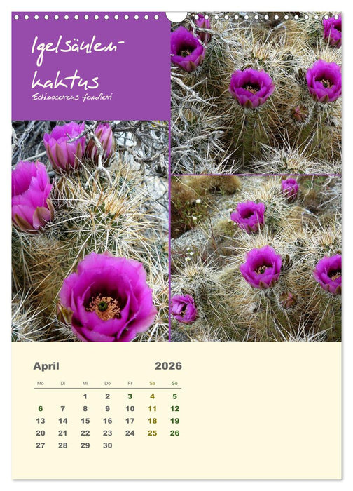 Kakteen der US-Südweststaaten (CALVENDO Wandkalender 2026)