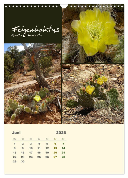 Kakteen der US-Südweststaaten (CALVENDO Wandkalender 2026)