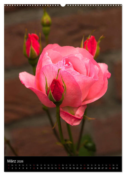 Zauberhafte Rosen (CALVENDO Wandkalender 2026)