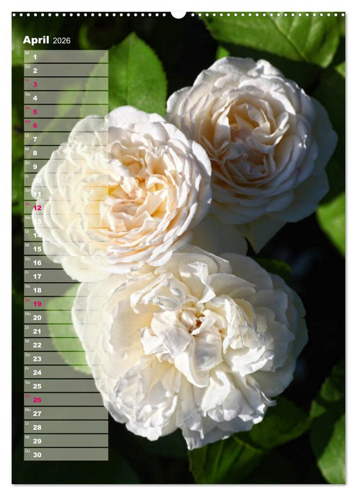 Rosen für DICH / Geburtstagskalender (CALVENDO Wandkalender 2026)