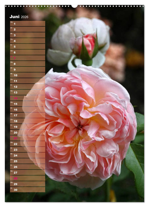 Rosen für DICH / Geburtstagskalender (CALVENDO Wandkalender 2026)