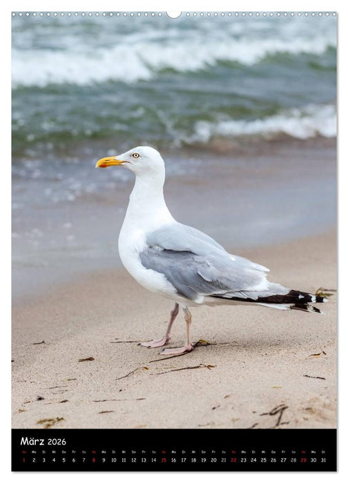 Rügen Sichtweisen (CALVENDO Wandkalender 2026)