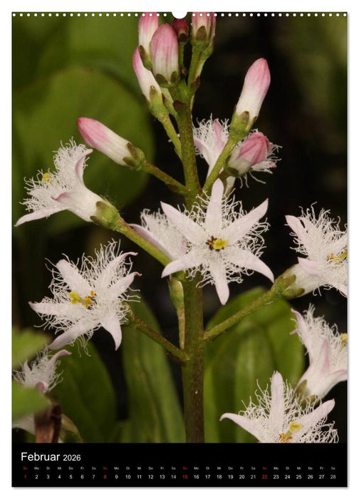 Seltene Wildblumen (CALVENDO Premium Wandkalender 2026)