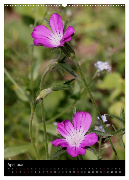 Seltene Wildblumen (CALVENDO Premium Wandkalender 2026)
