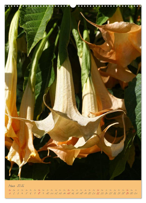 Brugmansia & Datura - Exotische Schönheiten (CALVENDO Premium Wandkalender 2026)