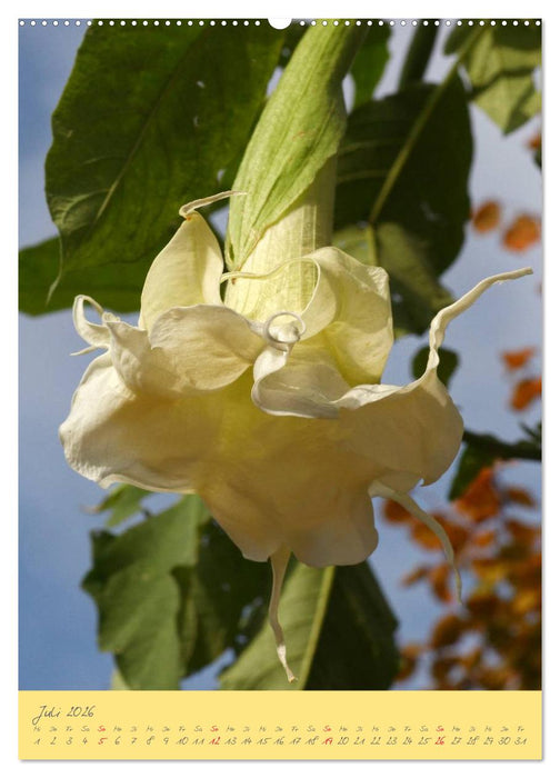 Brugmansia & Datura - Exotische Schönheiten (CALVENDO Premium Wandkalender 2026)