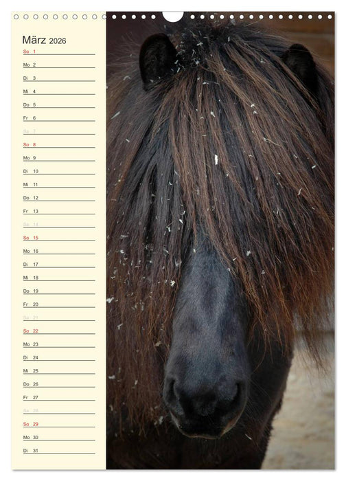 Islandpferde Geburtstagskalender (CALVENDO Wandkalender 2026)