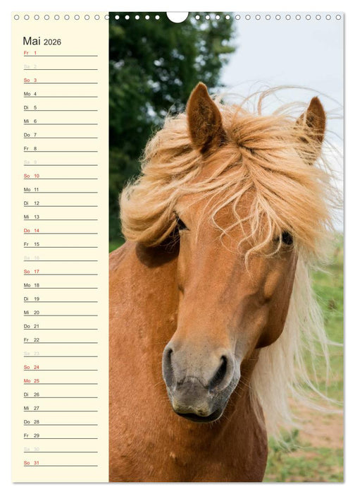 Islandpferde Geburtstagskalender (CALVENDO Wandkalender 2026)