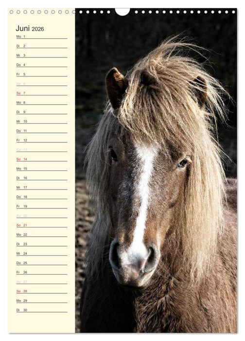 Islandpferde Geburtstagskalender (CALVENDO Wandkalender 2026)