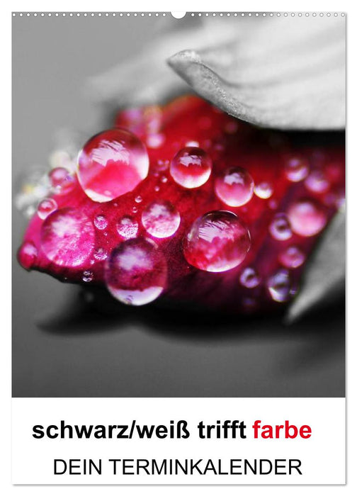 schwarz/weiß trifft farbe - DEIN TERMINKALENDER / Planer (CALVENDO Wandkalender 2026)
