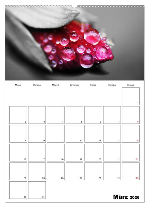 schwarz/weiß trifft farbe - DEIN TERMINKALENDER / Planer (CALVENDO Wandkalender 2026)