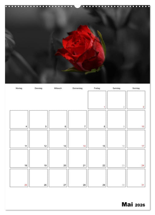 schwarz/weiß trifft farbe - DEIN TERMINKALENDER / Planer (CALVENDO Wandkalender 2026)