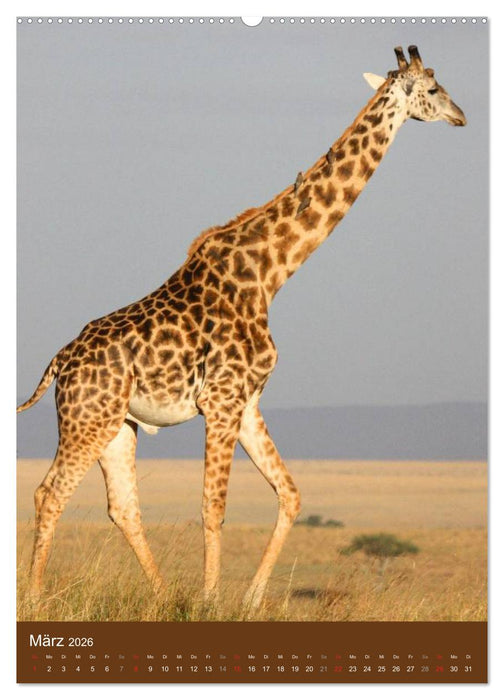 Giraffen (CALVENDO Premium Wandkalender 2026)