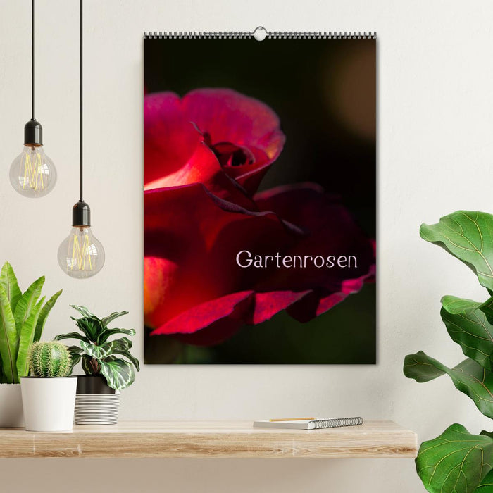 Gartenrosen (CALVENDO Wandkalender 2026)