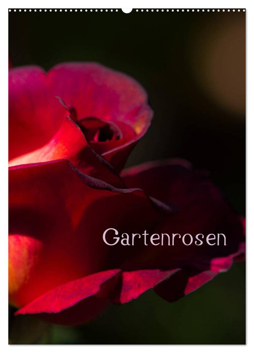 Gartenrosen (CALVENDO Wandkalender 2026)