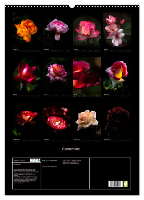 Gartenrosen (CALVENDO Wandkalender 2026)