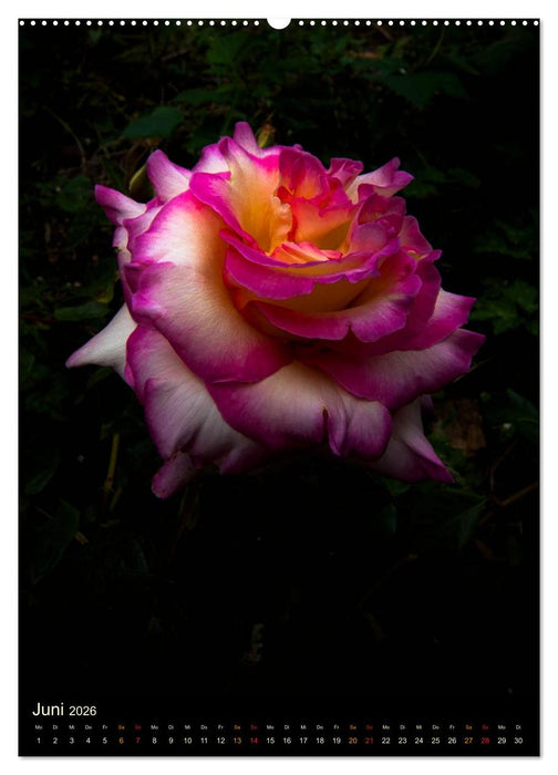Gartenrosen (CALVENDO Wandkalender 2026)