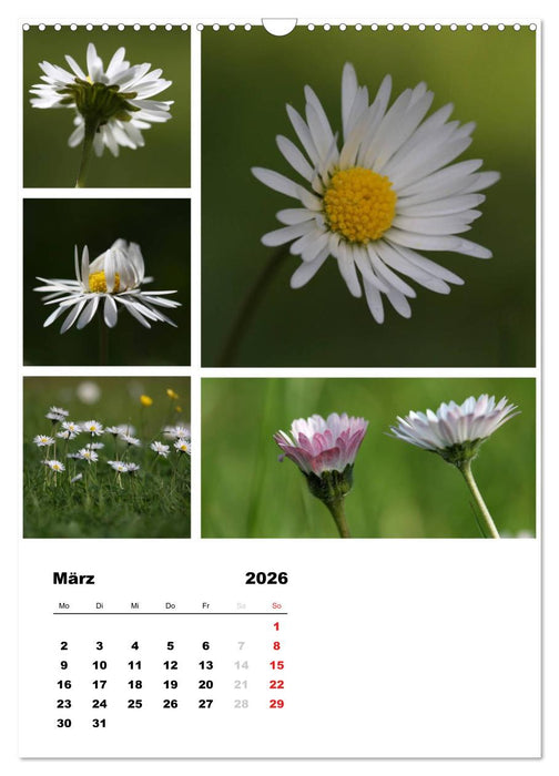 Blüten Collagen (CALVENDO Wandkalender 2026)