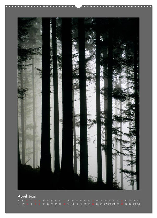 BÄUME (CALVENDO Premium Wandkalender 2026)