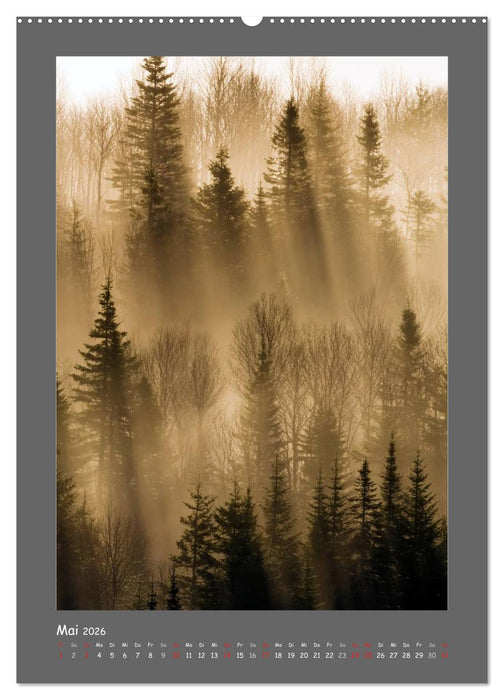 BÄUME (CALVENDO Premium Wandkalender 2026)