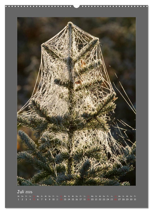 BÄUME (CALVENDO Premium Wandkalender 2026)
