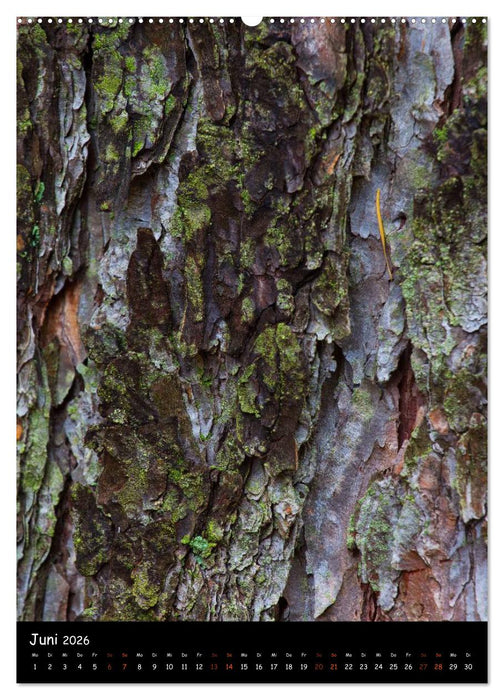 Baumrinde 2026 (CALVENDO Wandkalender 2026)