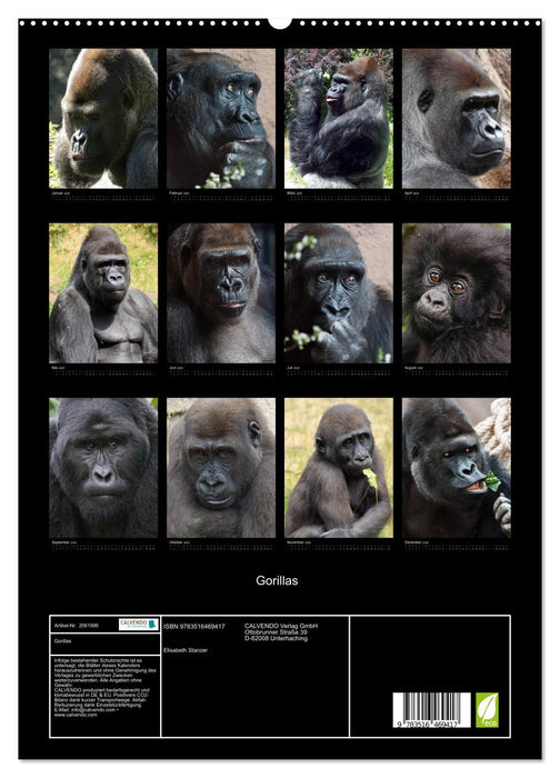 Gorillas (CALVENDO Premium Wandkalender 2026)