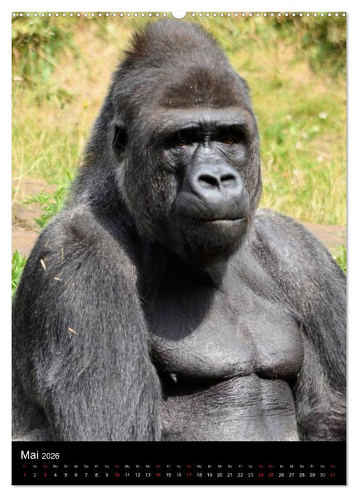 Gorillas (CALVENDO Premium Wandkalender 2026)