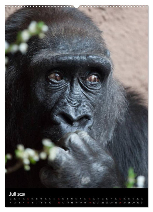 Gorillas (CALVENDO Premium Wandkalender 2026)