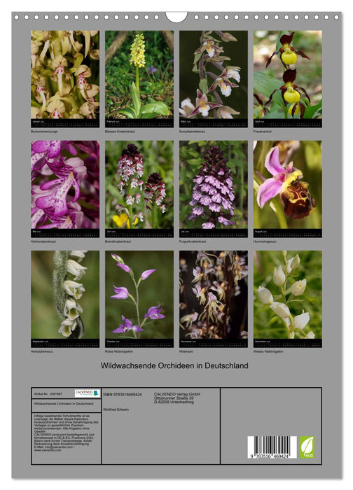 Wildwachsende Orchideen in Deutschland (CALVENDO Wandkalender 2026)