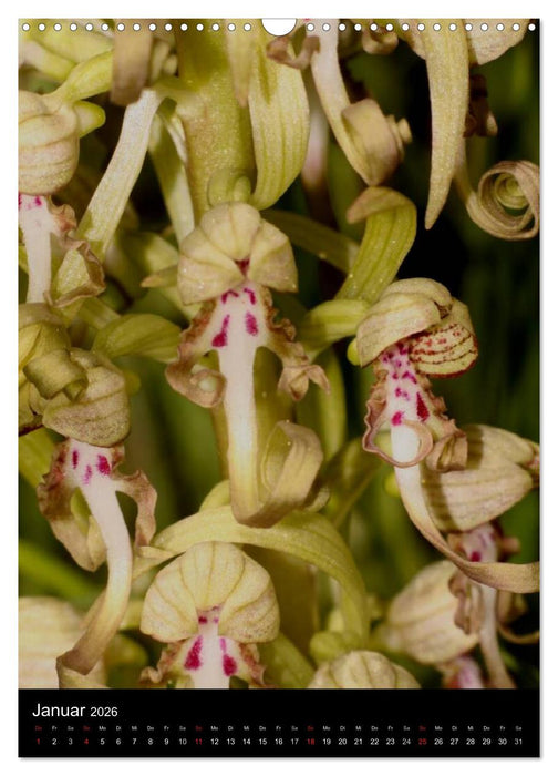 Wildwachsende Orchideen in Deutschland (CALVENDO Wandkalender 2026)