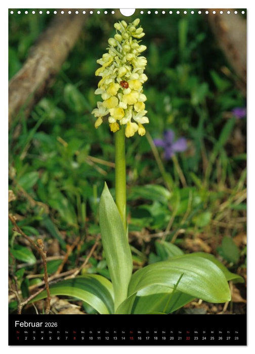 Wildwachsende Orchideen in Deutschland (CALVENDO Wandkalender 2026)