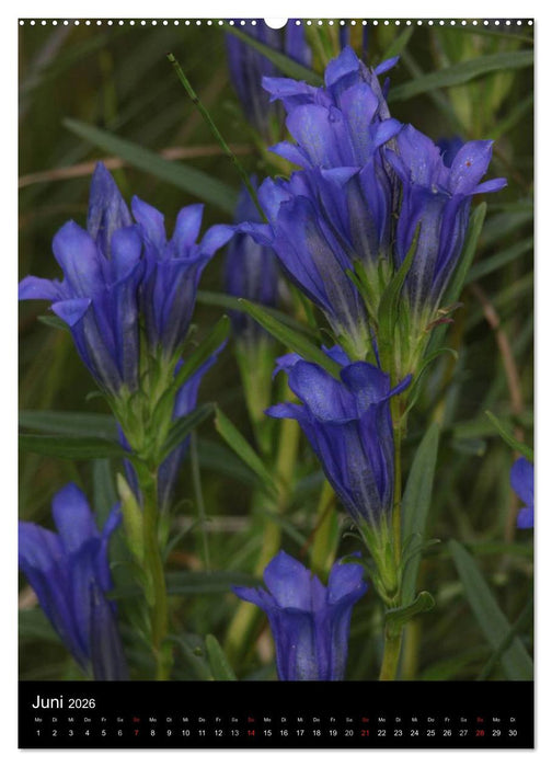 Seltene Wildblumen (CALVENDO Wandkalender 2026)