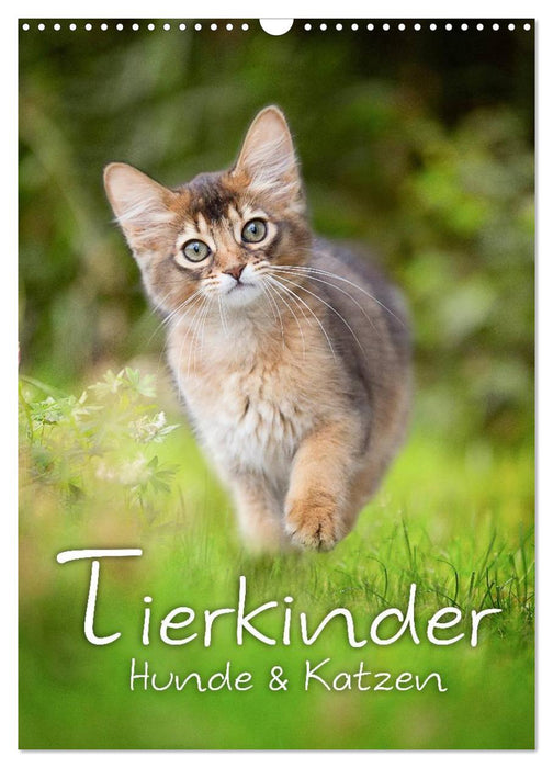 Tierkinder Hunde und Katzen (CALVENDO Wandkalender 2026)