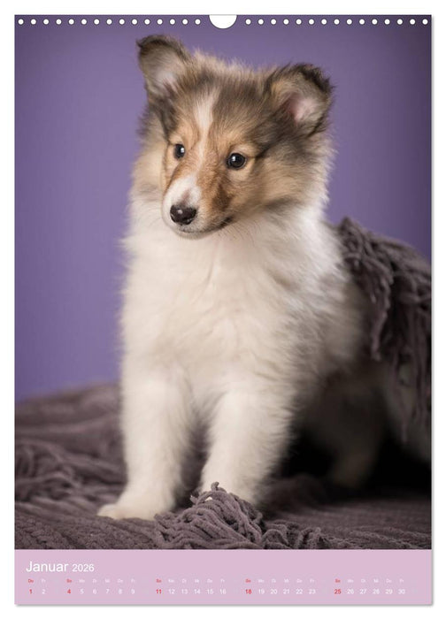 Tierkinder Hunde und Katzen (CALVENDO Wandkalender 2026)