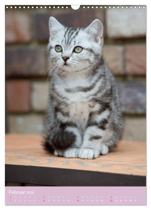 Tierkinder Hunde und Katzen (CALVENDO Wandkalender 2026)