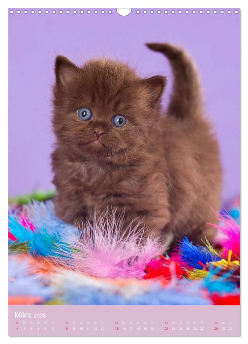 Tierkinder Hunde und Katzen (CALVENDO Wandkalender 2026)