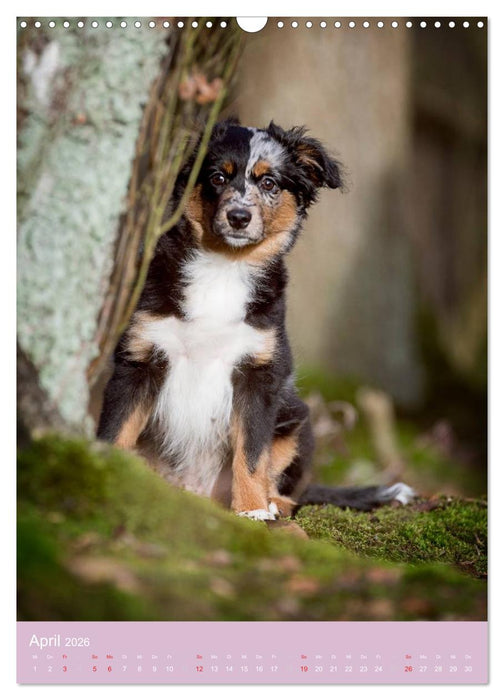 Tierkinder Hunde und Katzen (CALVENDO Wandkalender 2026)
