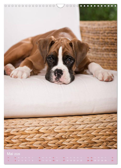 Tierkinder Hunde und Katzen (CALVENDO Wandkalender 2026)