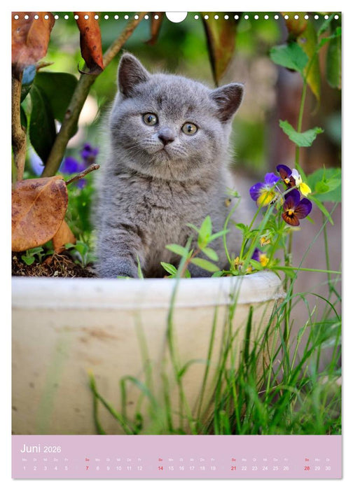 Tierkinder Hunde und Katzen (CALVENDO Wandkalender 2026)
